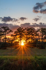 sunset in the forest