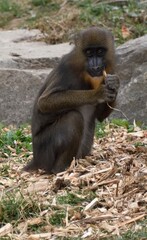 Mandrill