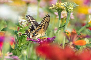 yellow tiger swallowtail butterfly in field of colorful zinnia flowers