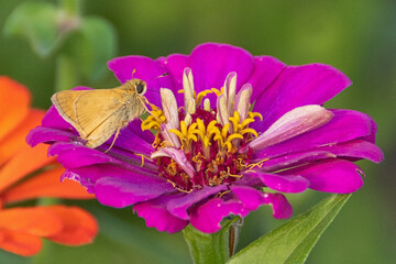 yellow fuzzy moth on fuschia zinnia flower