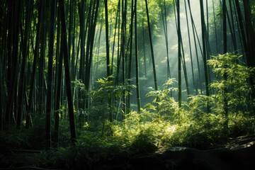 Dense bamboo forest with light filtering through.