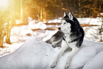 Beautiful portrait of husky dog, snowy sunny forest, winter background. Copy space.