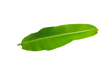 Green banana leaf isolated on white with clipping path