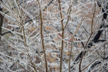frost on the branches