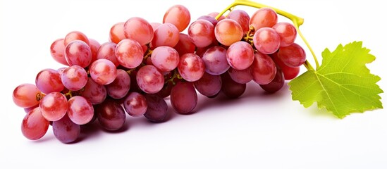 Fototapeta premium clusters of grapes