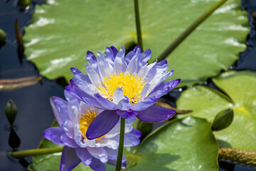 beautiful purple and yellow water lilies in a pond with lush green lily pads at New Orleans...