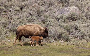 Bison Cow and Calf in Yellowstone National Park in Springtime