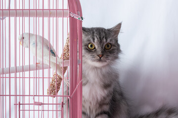 The cat is sitting near a pink cage with a wavy white parrot. Friendship and hunting of pets.