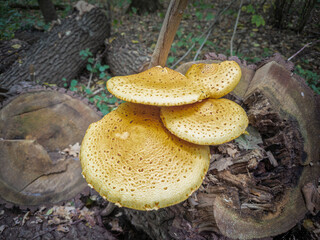 Group of pholiota mushrooms (most probably Pholiota squarrosoides) in the family Strophariaceae typically living on wood.