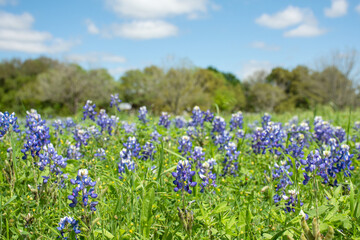 texas blue bonnet flowers in a field on a sunny afternoon