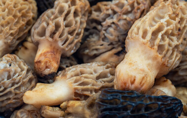Macro shot of Morchella esculenta growing in the woods. Common morel, yellow morel, true morel mushroom.