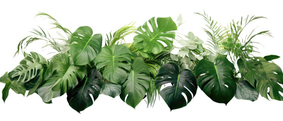 Tropical vibes plant bush floral arrangement with tropical leaves Monstera on transparent background
