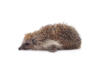 One brown hedgehog.