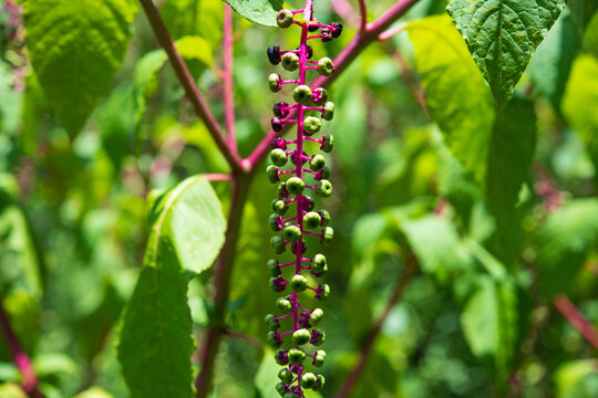 Pokeweed, Charlotte, North Carolina