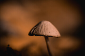 mushroom dream