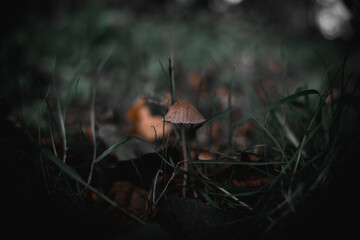 Dark mushroom