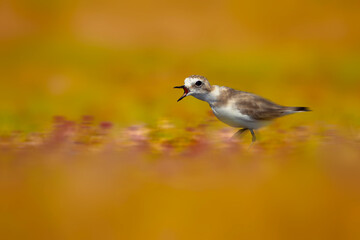 A shorebird running screaming. Green nature background. Bird: Kentish Plover. (Charadrius alexandrinus).
