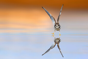 Cute little water bird. colorful nature background. Bird: Common Ringed Plover. (Charadrius...