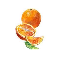 Orange fruit, whole and slices. Watercolor illustration of citrus fruit isolated on white background. Cafe menu, juice labels, food packaging, covers.