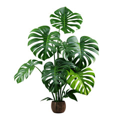 Monstera Jungle Plant on transparent background