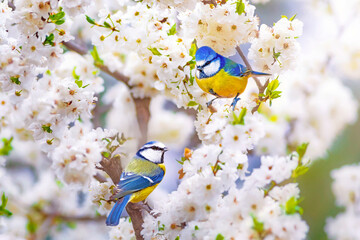 Cute birds in a tree with spring flowers in bloom. White green nature background. Eurasian Blue...