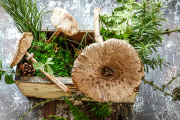Mushrooms with moss