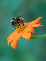 Fototapeta premium A bee finding nectar on an orange flower against a muted green background.