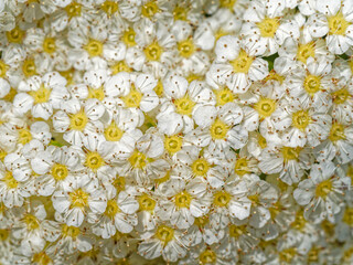 White flowers full frame filled