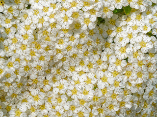 Fullframe little white flowers pattern in the garden