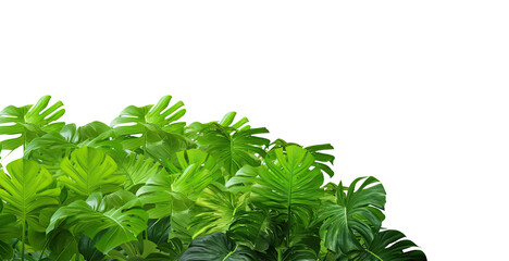Fototapeta premium Decorative green tropical monstera leaves frame invitation template banner with copy space, isolated on a transparent background. PNG cutout or clipping path.