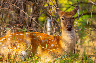 Beautiful sika deer in the autumn forest against the background of colorful foliage of trees. The...