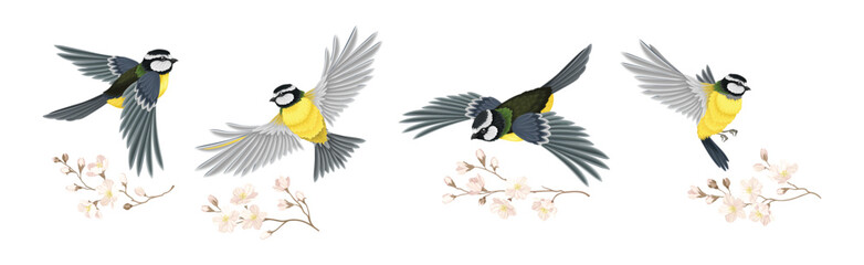 Titmouse Bird with Blooming Tree Branch Vector Set © Happypictures