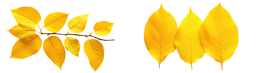 Yellow autumn leaves isolated on a transparent background. PNG cutout or clipping path.