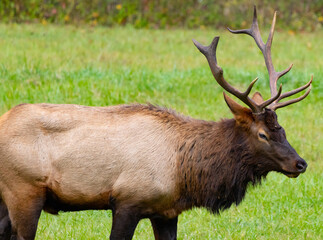 Naklejka na ściany i meble Bull elk standing proudly in a field on a fall day