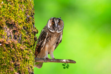 An owl in its natural habitat. Bird: Long eared Owl. (Asio otus). Nature background.
