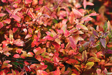 Vibrant color autumn background. Fall season texture. Red leaves background. Golden leaf on tree. Autumn wallpaper. Forest orange autumn. Closeup leaves. Park bush.