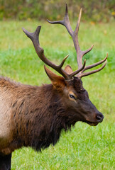Naklejka na ściany i meble Bull elk up close showing off his massive antlers