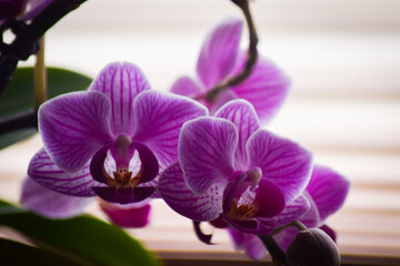 pink, purple and white orchid with green leafs