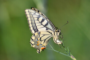 Fototapeta na wymiar Macro photography of a beige, yellow, red and black butterfly perched on a plant laying eggs