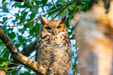 Great Horned Owl - Búho Ñacurutu (Bubo virginianus)