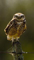 Lechucita de Campo (Athene cunicularia)