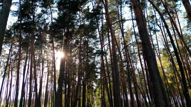 Flying a drone in a pine autumn forest, beautiful autumn sunlight, raising the camera up, view of branches with thorns, bright rays of the sun