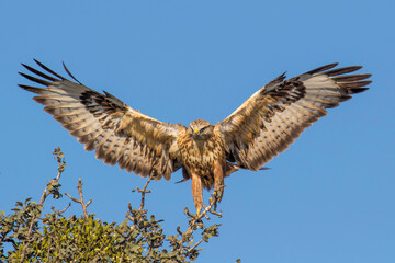 red tailed hawk