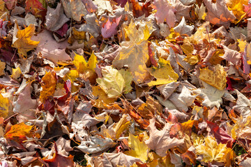 autumn leaves background