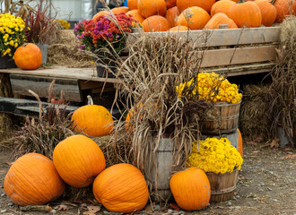 pumpkins and gourds