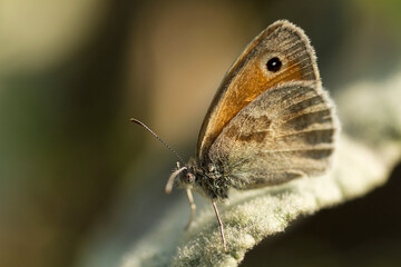 butterfly on a leaf