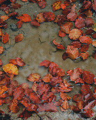 Top down photo of vibrant orange trees ina mud puddle.