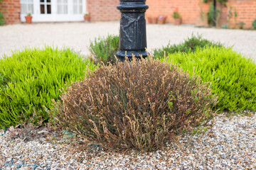 Dead heather (Daboecia) plant, frost damage in winter, UK garden