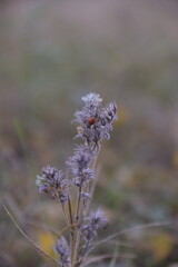 Ladybug on the purple flower