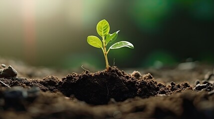 Green plant growing in the soil with sunlight and bokeh background